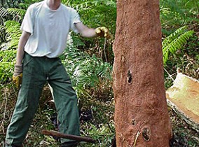 Arbre après la levée